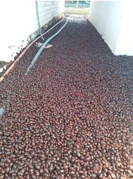 حمله سوسک ها به ۴ شهر آرژانتین حمله سوسک ها به ۴ شهر آرژانتین