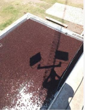 حمله عجیب سوسک ها به 4 شهر!+عکس حمله عجیب سوسک ها به 4 شهر!+عکس