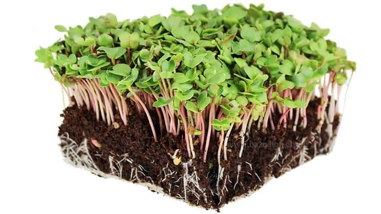سبزه عید میکروگرین خوب در خانه سبز کنیم