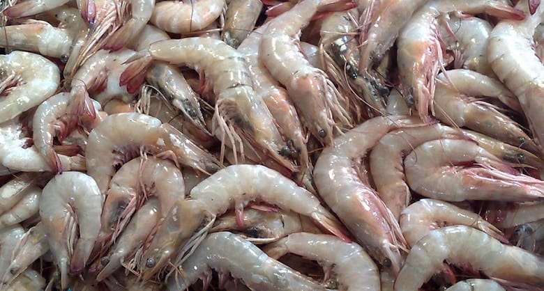 میگو برای بدن مفید است.