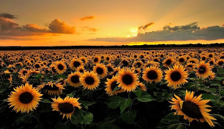 به سنقر شهر گل‌های آفتابگردان ایران رفته ایم.