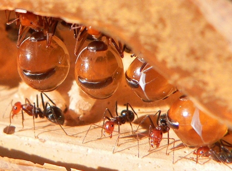 مورچه‌ها زندگی سختی داشته اند.