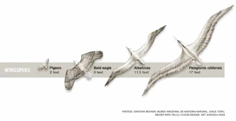 Pelagornis Chilensis پرنده غول پیکر قبل از ما زندگی می‌کرد.