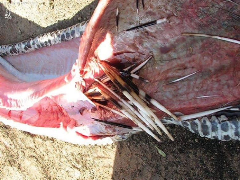 مار پیتون با خوردن خارپشت خودکشی کرده بود.