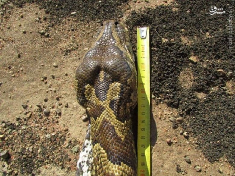 مار پیتون با خوردن خارپشت خودکشی کرد.