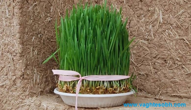 سبزه گندم