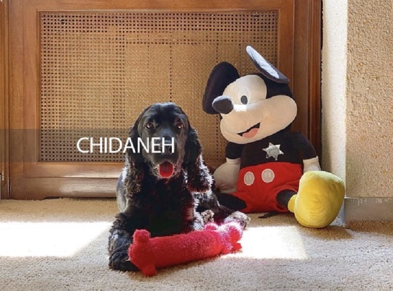 تصاویر/ امیر جدیدی و دکوراسیون زیبا و جسورانه خانه‌اش