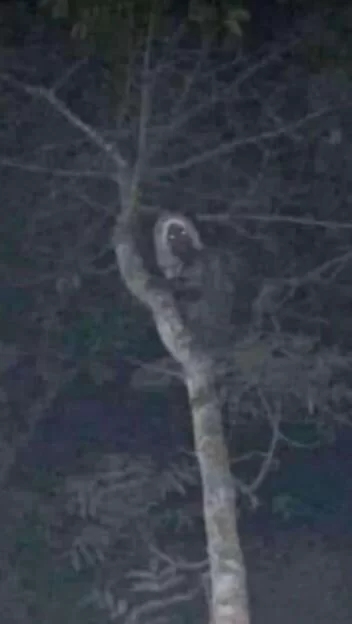 انتشار عکسی وحشتناک از یک جن بالای درخت/ عکس