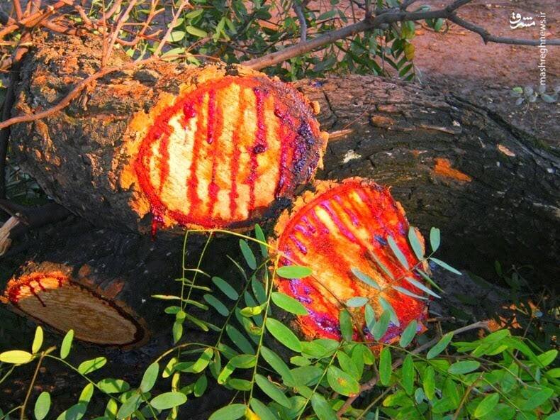 یک درخت عجیب در آفریقای جنوبی وجود دارد که شیره ای از آن به زنگ خون بیرون می ریزد.